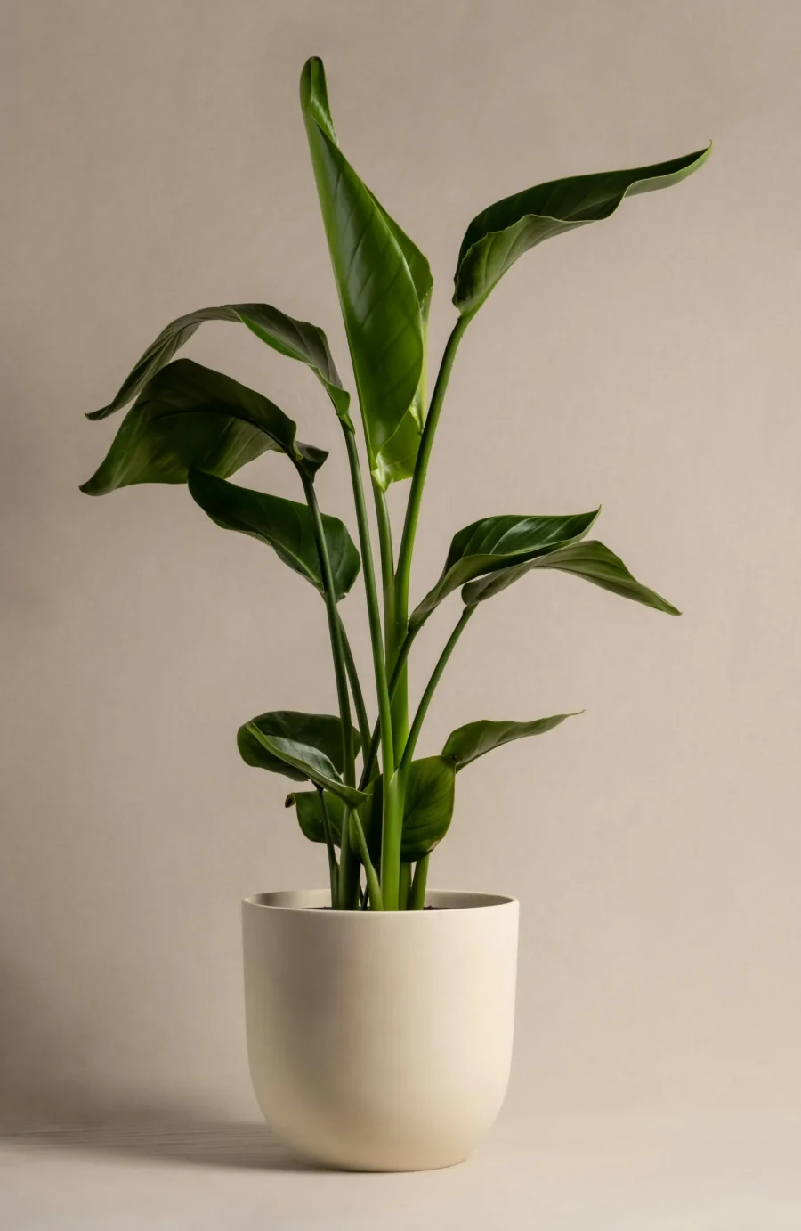 Artificial Bird of Paradise Plant in Cream Ceramic Pot | Indoor Fake Tropical Plant