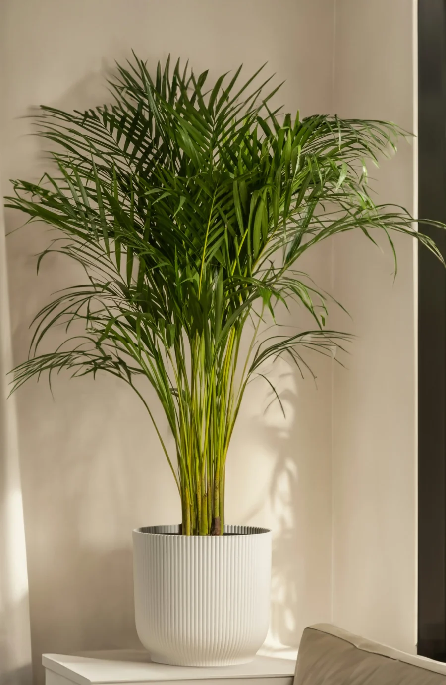 Large Artificial Areca Palm Plant in White Ribbed Pot | Indoor Fake Palm Tree