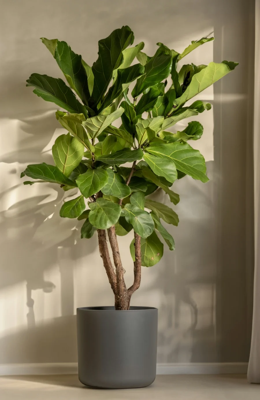 Artificial Fiddle Leaf Fig Tree in Gray Matte Pot | Large Indoor Fake Plant