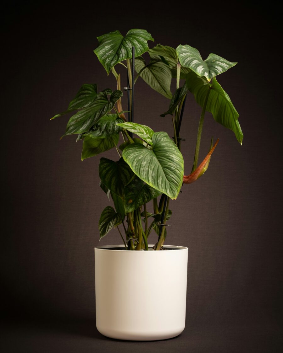 Rectangular Woodchip Picnic Basket