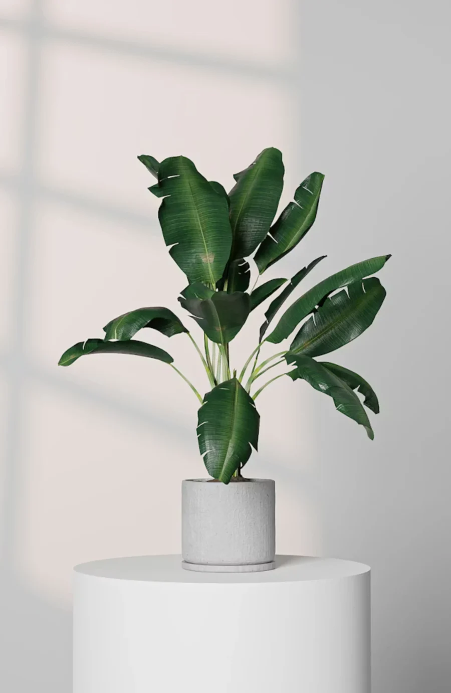 Artificial Banana Leaf Plant in Grey Textured Pot | Indoor Fake Tropical Plant