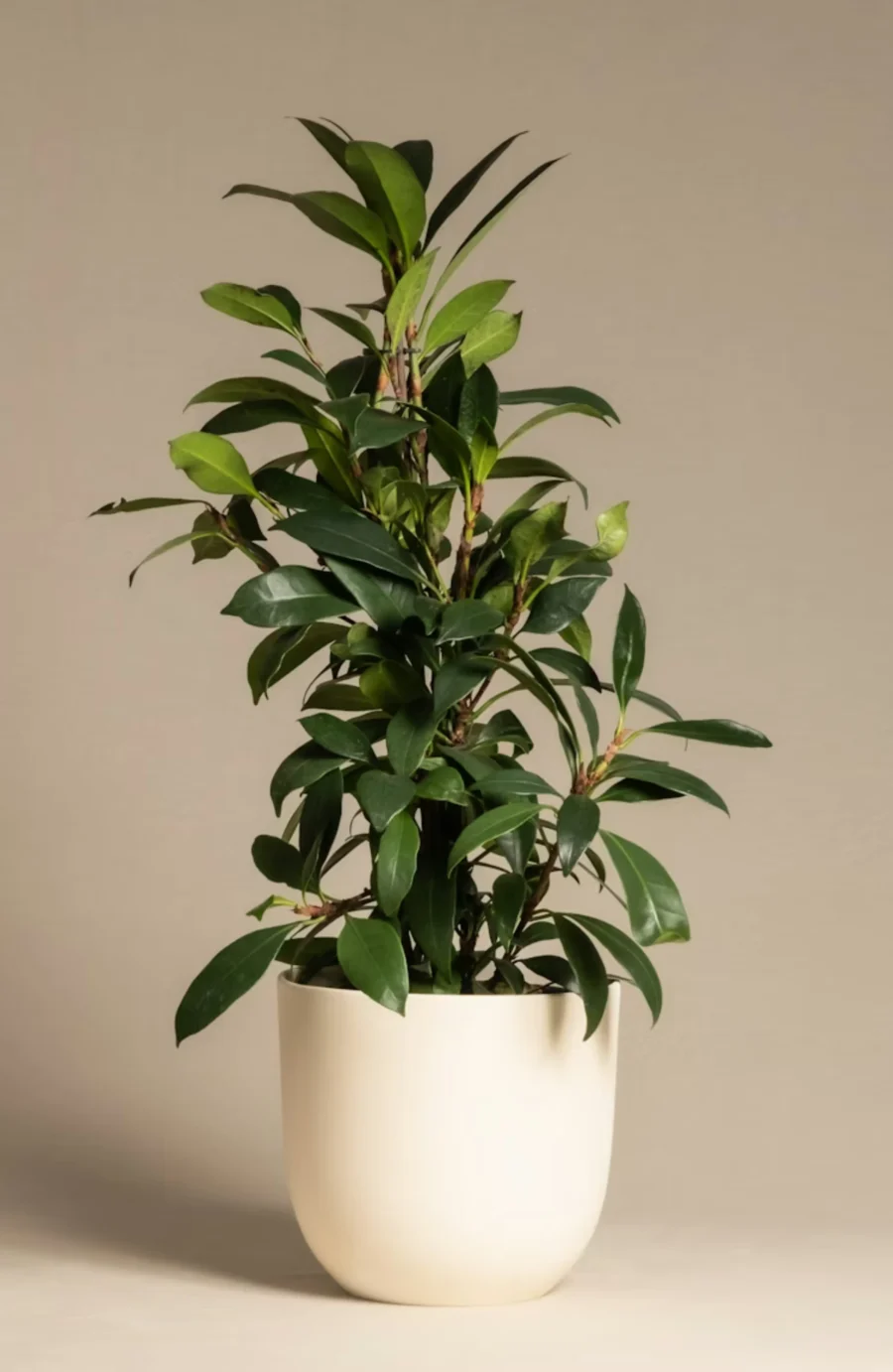 Artificial Ficus Benjamina Tree in Cream Ceramic Pot | Indoor Fake Weeping Fig Plant