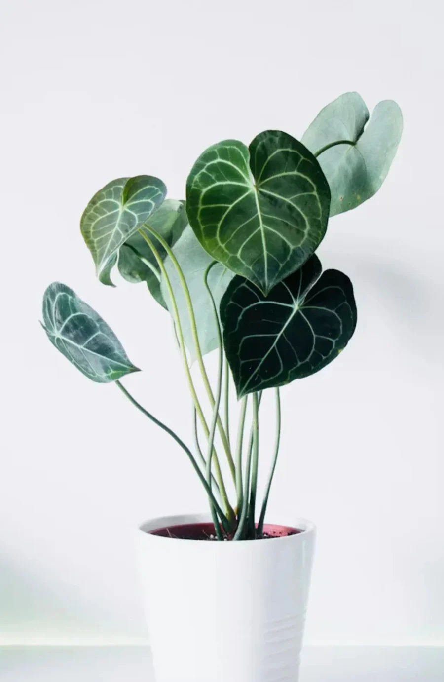 Artificial Anthurium Clarinervium Plant in White Pot | Indoor Fake Velvet Leaf Plant